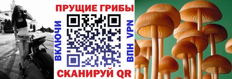 ОМГ ОМГ   Байкальск  Галлюциногенные грибы Cubensis 
